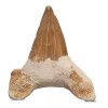 Kalifano Auténticos Fosilizados Dientes De Tiburón Prehistór