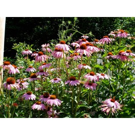 Unbranded Organic Tennessee Coneflower {Echinacea tennesseensis}