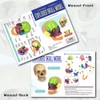 Didactic 15 Parts Anatomy Palm-Sized Human Medical Skull Model, Exploded