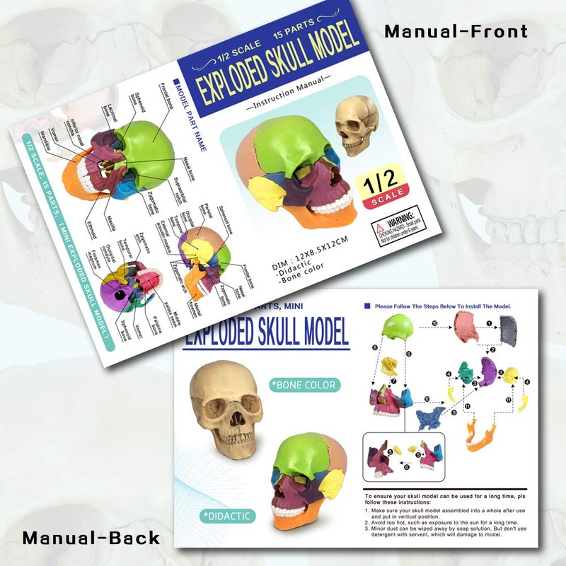 Didactic 15 Parts Anatomy Palm-Sized Human Medical Skull Model, Exploded
