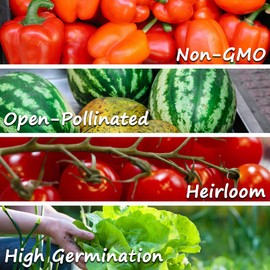 Pencil Cob Corn - 25 LB Bulk ~57,000 Seeds - Non-GMO, Open Pollinated, Heirloom, Vegetable Gardening Seeds