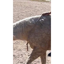 neck rope horse tack bridleless riding neon turquoise