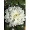 October Magic Ivory Camellia (2.5 Quart) Flowering Evergreen Shrub with