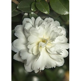 October Magic Ivory Camellia (2.5 Quart) Flowering Evergreen Shrub with White Blooms - Full Sun to Part Shade Live Outdoor Plant - Southern Living Plants
