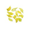 Hampshire Foods Curry Leaves 10g