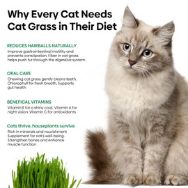 Groundio Cat Grass Seeds, 16 OZ, Grown in The USA for Indoor Cats, Non-GMO, 1 Pound