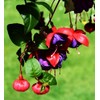 Fuchsia Flower Seeds Perennial Home Plant Bonsai 100 Pcs Seeds