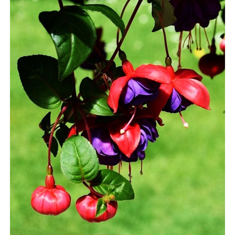 Fuchsia Flower Seeds Perennial Home Plant Bonsai 100 Pcs Seeds