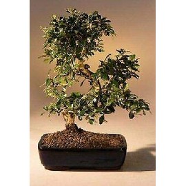 Fukien Tea Flowering Bonsai Tree Curved Trunk Style Ehretia Microphylla 26yo18"h