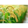 Food to Live Organic Hulled Millet, 10 Pounds – Whole