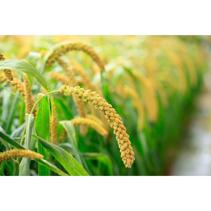 Food to Live Organic Hulled Millet, 10 Pounds – Whole