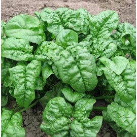 Mai's Family Giant Noble Spinach Seeds | NON-GMO | Heirloom Mai's Family - 50