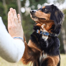 FriendshipCollar Dog or Cat Collar and Matching Bracelet Set - The Mucky Pup - Water & Scratch Resistant!