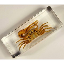 4.3" Real Large Golden Fiddler Crab in Crystal Clear Lucite Resin Paperweight Specimen Preserved Aquatic Animal Taxidermy Collection for Biology Science Education & Desk Ornament Display Supplies