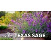 Texas Sage | 3 Live Plants | Leucophyllum frutescens |