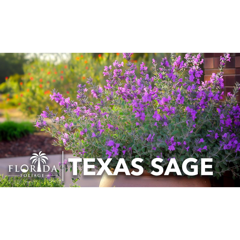Texas Sage | 3 Live Plants | Leucophyllum frutescens |
