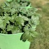 Selections Potato & Vegetable Planter Grow Bags 26 Litre (Pack