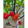 Carolina REAPER Super HOT Pepper Seeds Unique Creek Homestead Certified