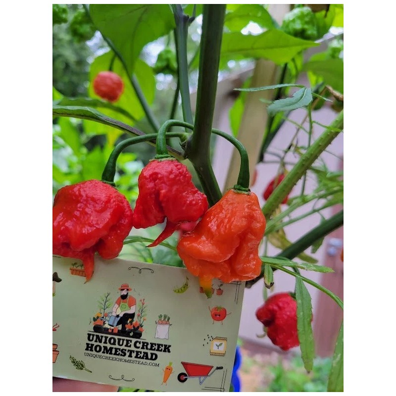 Carolina REAPER Super HOT Pepper Seeds Unique Creek Homestead Certified