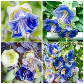 150+ Cathedral Bells Mixed Color (Cup & Saucer Vine) Seeds-Perennial Planting Flower Seeds for Planting