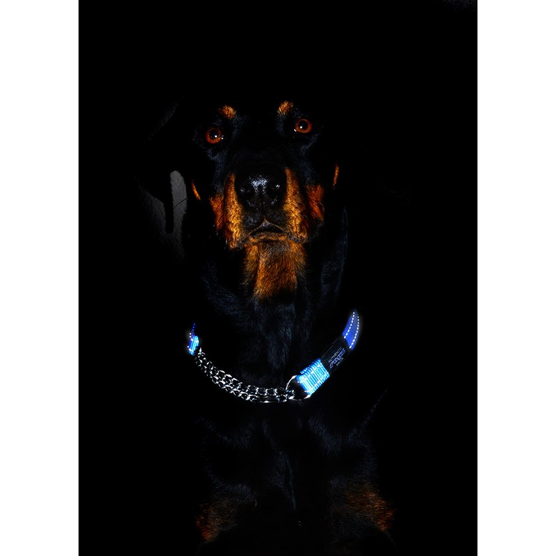 Martingale Training Dog Collar Small - Turquoise