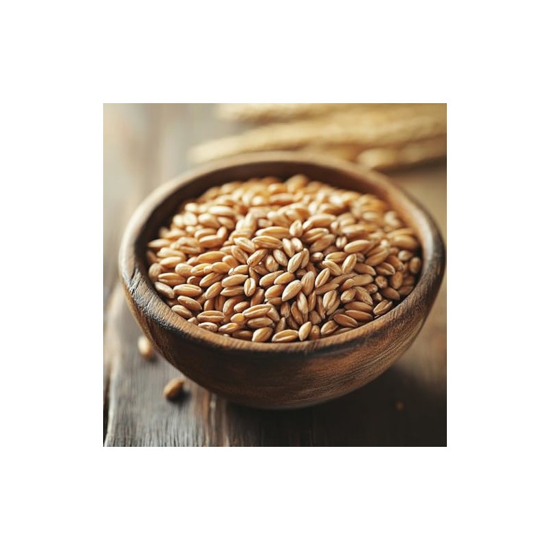Organic Kamut Khorasan Wheat Grains, High in Protein and Fiber,