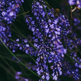 Kent Lavender Essential Oil - 100% Natural Aromatherapy Oil from England for Relaxation, Sleep, and Stress Relief - 5ml