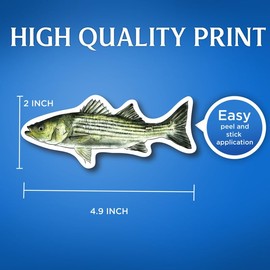 (2 Pack) Striped Bass Stickers - Fisherman Love to Fish Bass Fisher Man Stickers - 5" On Longest Side - for Car, Truck, SUV - Easy Peel and Stick Vinyl Decals - Made in USA - BMCS0133
