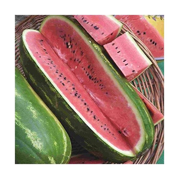 PREMIER SEEDS DIRECT Water Melon - Jubilee - 60 Seeds
