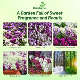 Outsidepride Mixed Alyssum Seeds - 2000 Pcs Annual, Drought-Tolerant & Pollinator-Friendly Ground Cover Seeds w/Fragrant Honey Blooms for Low-Growing Xeriscaping & Outdoor Planting
