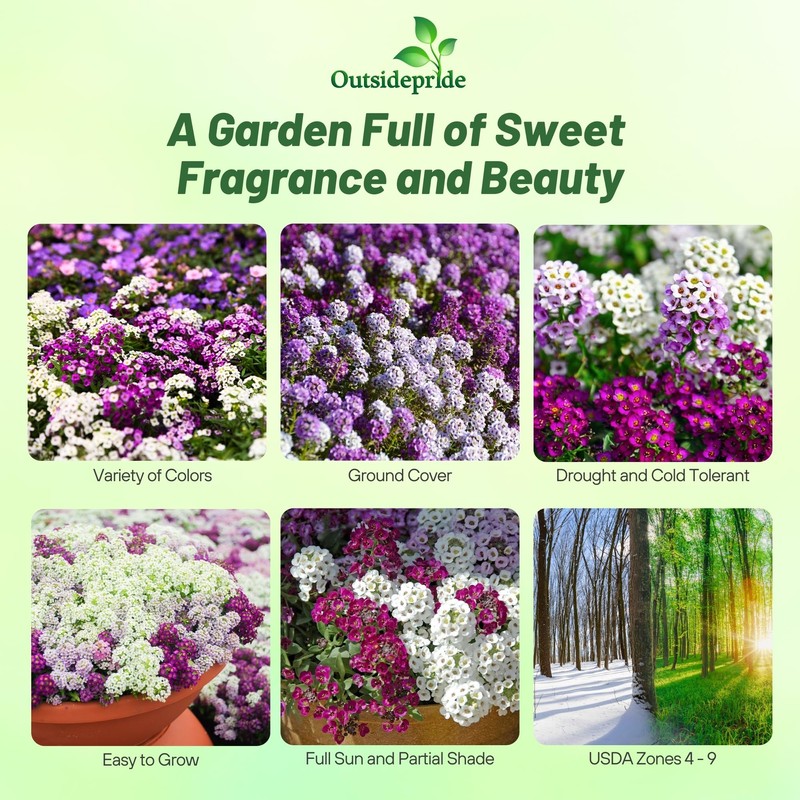 Outsidepride Mixed Alyssum Seeds - 2000 Pcs Annual, Drought-Tolerant &