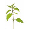 Stinging Nettle Seeds (Urtica Dioica) from Germany - Pure Vegan