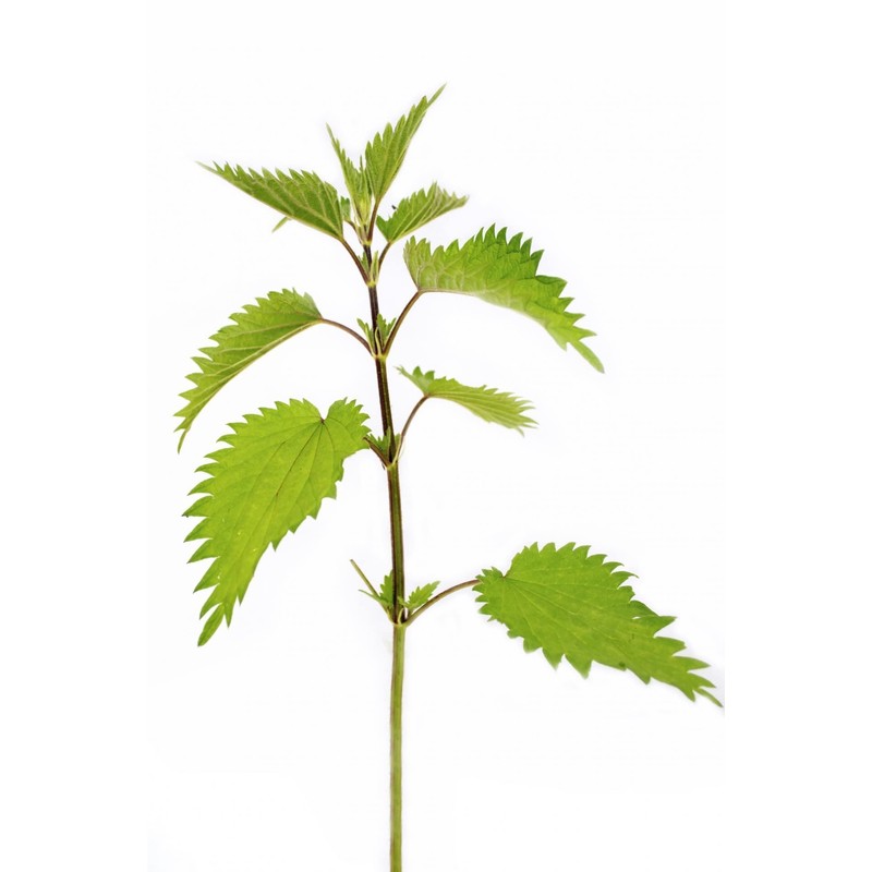 Stinging Nettle Seeds (Urtica Dioica) from Germany - Pure Vegan