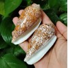 Large Conus Textile Cowrie Cone Natural Seashell Rare Real Beach