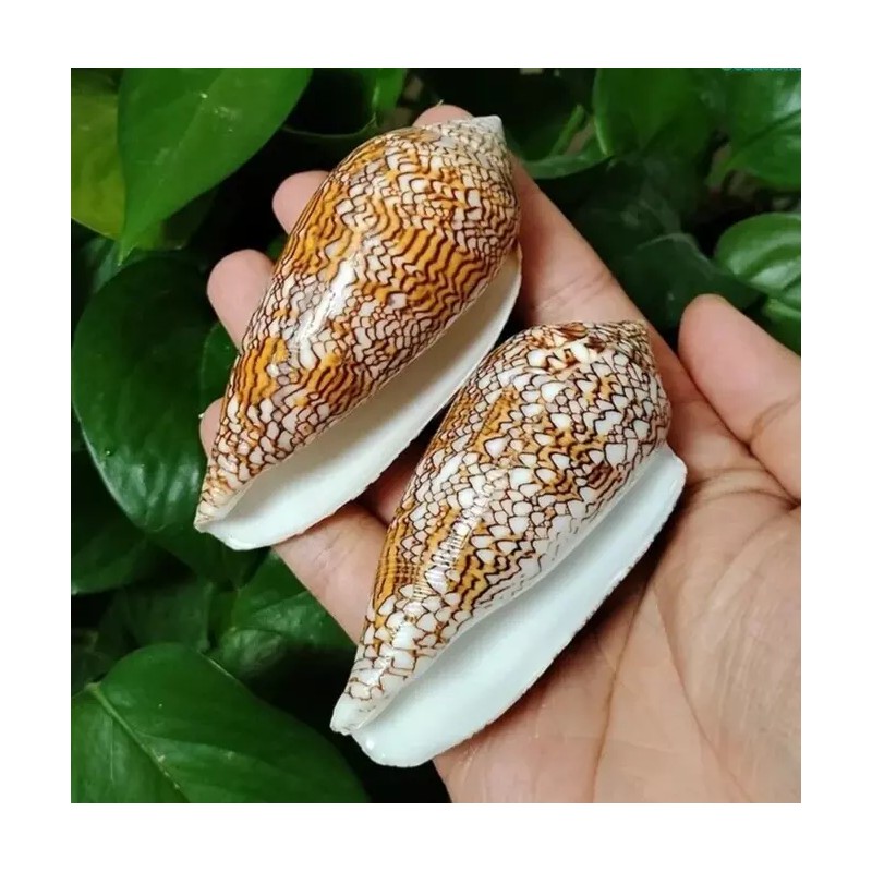 Large Conus Textile Cowrie Cone Natural Seashell Rare Real Beach