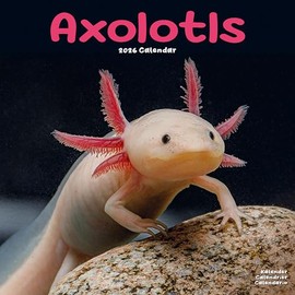 Axolotls Calendar 2026 | 12 Month Wall Calendar | Avonside Publishing | Plastic Free Packaging