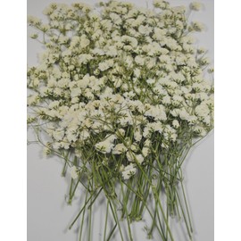 50 pcs Real Pressed Dried Flowers Mini White Gypsophila Baby's Breath for Wedding Invitation Resin DIY Art Floral Decors