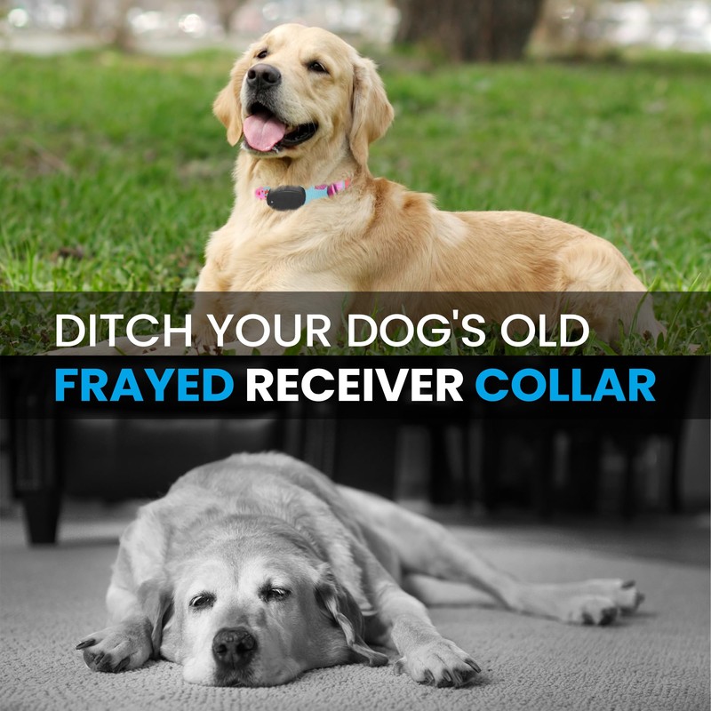 ECollar Replacement Strap - Compatible with Major Brands Including Petsafe,