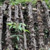 MEIMIDUO Dried Black Fungus Woodear Mushrooms, Premium All Natural Vegan