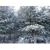 Maine Forest & Farm 4oz MAINE DRIED EASTERN WHITE PINE