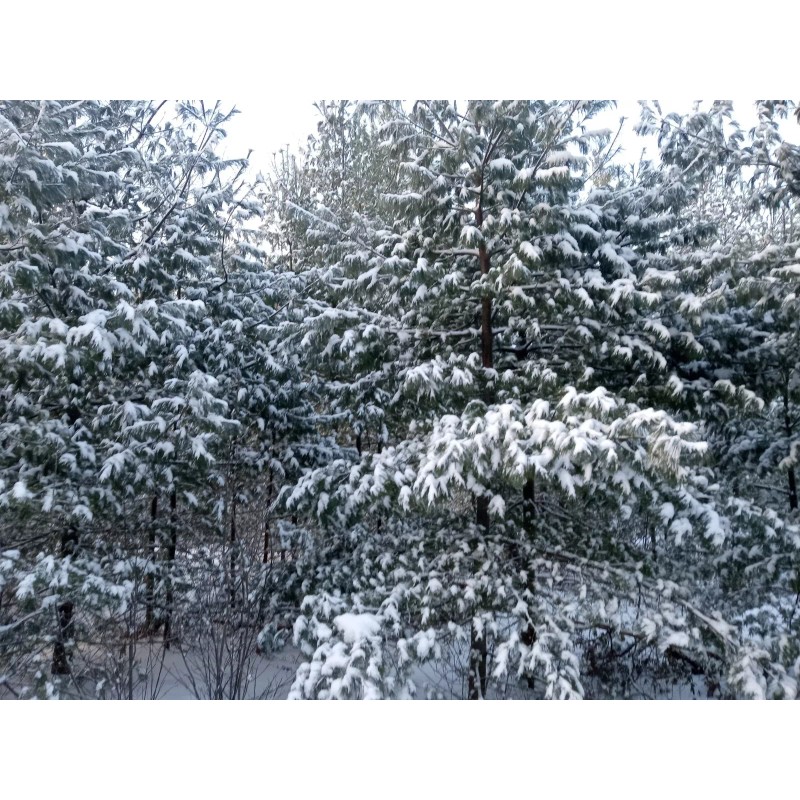 Maine Forest & Farm 4oz MAINE DRIED EASTERN WHITE PINE