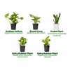 Live House Plants in Plant Containers (4 Pack), Easy to
