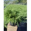 Microbiota decussata (Russian Cypress) Evergreen, #2 - Size Container