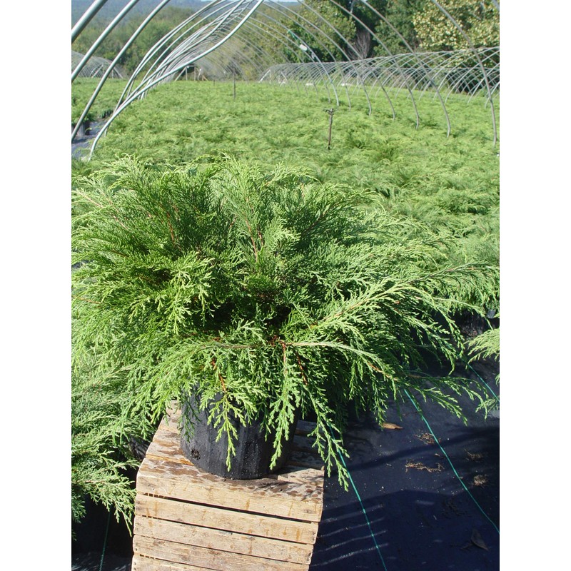 Microbiota decussata (Russian Cypress) Evergreen, #2 - Size Container
