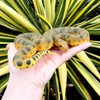 Safari Ltd. Green Anaconda Figurine - Hand-Painted, Lifelike 6" Model