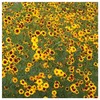 Everwilde Farms - 1/4 Lb Plains Coreopsis Native Wildflower Seeds