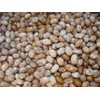 Brown Greasy Pole Bean Over 200 Kentucky Cornfield Brown Greasy