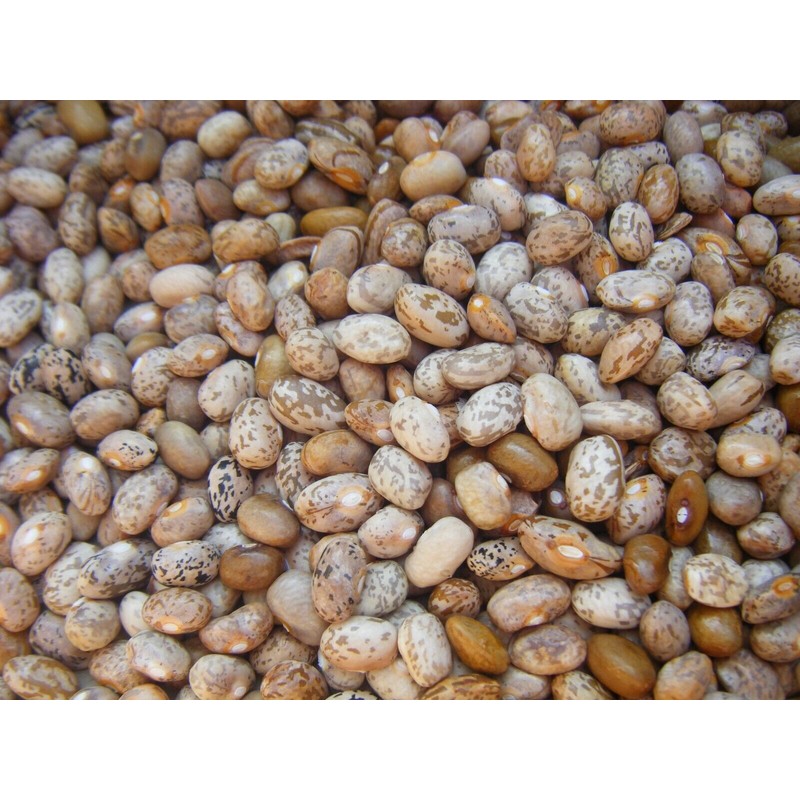 Brown Greasy Pole Bean Over 200 Kentucky Cornfield Brown Greasy