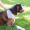 Pettsie Matching Dog Collar, Removable Bandana and Owner Friendship Bracelet,