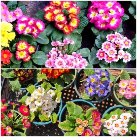 1100+Mixed Primrose Perennial Seeds - Mixed Flower Seeds, Non-GMO Heirloom, for Gardens & Outdoor Containers